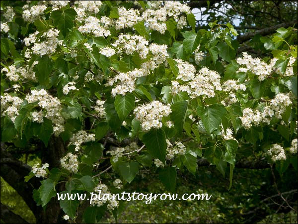 White flowers an glossy leaves are two important ornamental features of this plant.